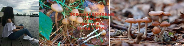 гашик Новозыбков