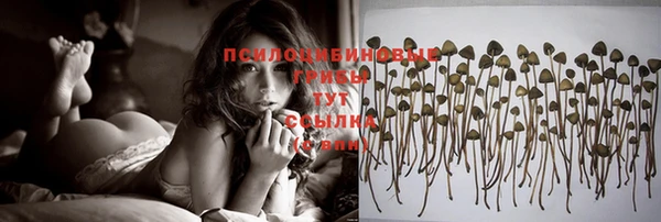 гашик Новозыбков