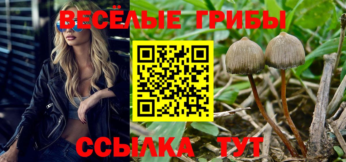 Знаменск  Псилоцибиновые грибы GOLDEN TEACHER  Вход с VPN 